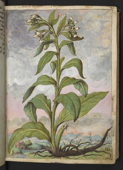 Symphytum officinale (Comfrey)、Gherardo Cibo の「Paintings of Flora of the Roman States」より、MS 22333、f029r、c.1564-84 を追加 (紙に水彩とグワッシュ) 作： Gherardo Cibo