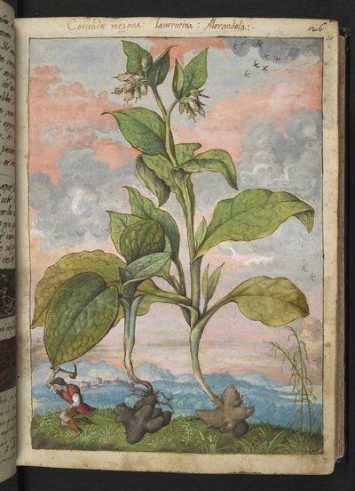 Symphytum tuberosum、Gherardo Cibo の「Paintings of Flora of the Roman States」から、MS 22333、f030r、c.1564-84 を追加 (紙に水彩とグワッシュ) 作： Gherardo Cibo