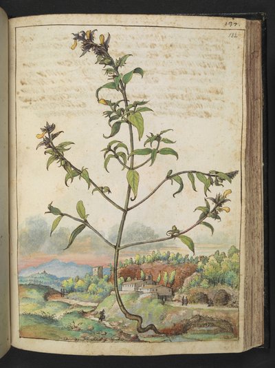 緑の葉と黄色の花を持つ背の高い植物、Gherardo Cibo の「ローマ国家の植物相の絵画」から、MS 22333、f132r、c.1564-84 を追加 (紙に水彩とグワッシュ) 作： Gherardo Cibo