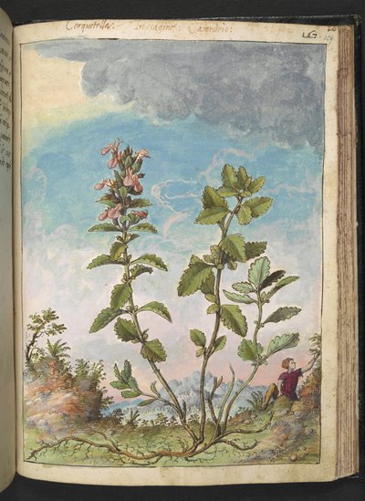 Teucrium chamaedrys (Wall Germander)、Gherardo Cibo による「Paintings of Flora of the Roman States」より、MS 22333、f159r、c.1564-84 を追加 (紙に水彩とグワッシュ) 作： Gherardo Cibo