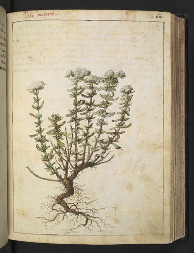 Teucrium montanum、Gherardo Cibo の「Paintings of the Roman States of the Roman States」から、MS 22333、f068r、c.1564-84 を追加 (紙に水彩とグワッシュ) 作： Gherardo Cibo