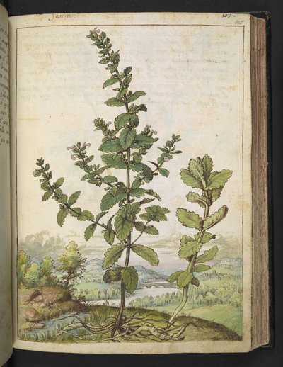 Teucrium scordium、Gherardo Cibo の「Paintings of Flora of the Roman States」より、MS 22333、f105r、c.1564-84 を追加 (紙に水彩とグワッシュ) 作： Gherardo Cibo
