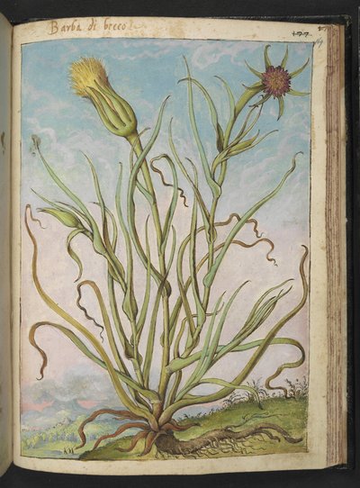 Tragopogon porrifolius、Gherardo Cibo の「Paintings of Flora of the Roman States」から、MS 22333、f169r、c.1564-84 を追加 (紙に水彩とグワッシュ) 作： Gherardo Cibo