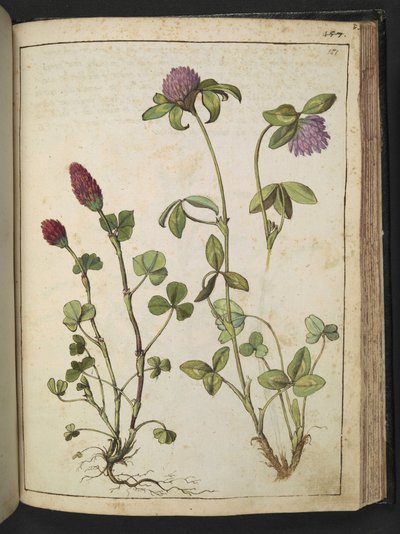 Trifolium incarnatum と Trifolium pratens、Gherardo Cibo の「Paintings of Flora of the Roman States」より、MS 22333、f151r、c.1564-84 を追加 (紙に水彩とグワッシュ) 作： Gherardo Cibo