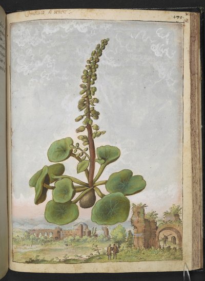 Umbilicus rupestris (Navelwort): 食用開花植物、Gherardo Cibo 作「ローマの植物相の絵画」より、MS 22333、f162r、c.1564-84 を追加 (紙に水彩とグワッシュ) 作： Gherardo Cibo