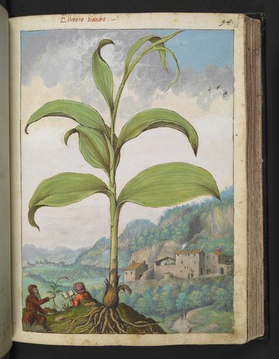 Veratrum nigrum、Gherardo Cibo の「Paintings of Flora of the Roman States」から、MS 22333、f096r、c.1564-84 を追加 (紙に水彩とグワッシュ) 作： Gherardo Cibo