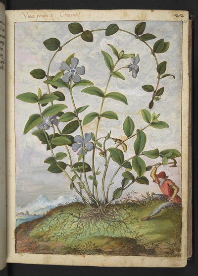Vinca minor (Periwinkle)、Gherardo Cibo の「Paintings of Flora of the Roman States」より、MS 22333、f026r、c.1564-84 を追加 (紙に水彩とグワッシュ) 作： Gherardo Cibo