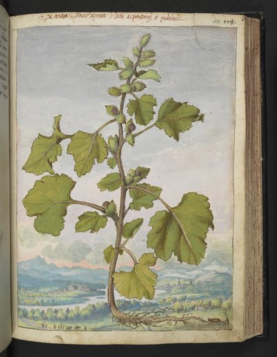 Xanthium strumarium、Gherardo Cibo の「Paintings of Flora of the Roman States」から、MS 22333、f110r、c.1564-84 を追加 (紙に水彩とグワッシュ) 作： Gherardo Cibo