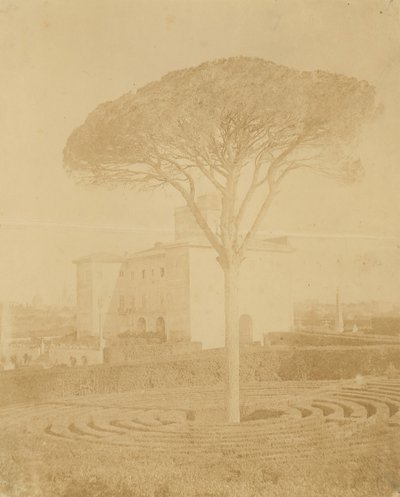 [パラッツォの外のフォーマル ガーデンの木]、1860 年代から 70 年代。 作： Giacomo Caneva