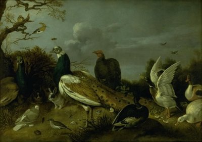 クジャク、アヒル、その他の動物 作： Gijsbert Gillisz. de Hondecoeter