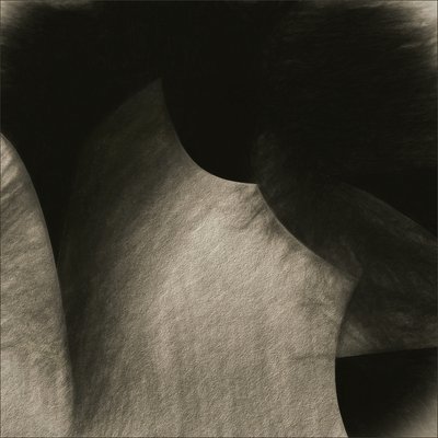 流れるセピア色の曲線 作： Gilbert Claes