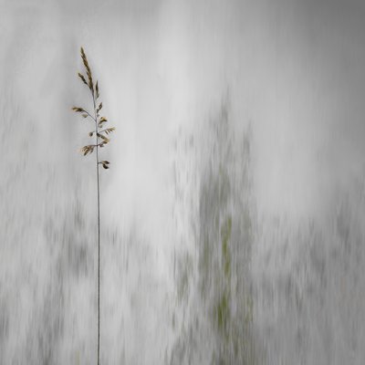 ぼんやりと霞む一本の草 作： Gilbert Claes