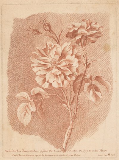 ブルーメン 花のためのロイのテシエ画家によって描かれた自然の後の花の研究（オブジェクトのタイトル） 作： Gilles Demarteau