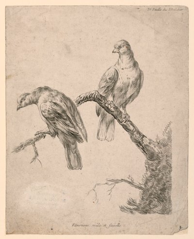 枝に 2 羽の鳥 作： Gilles Demarteau