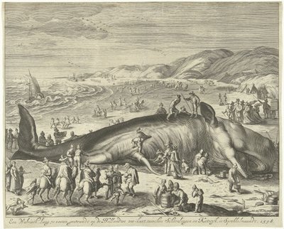 バークヘイで座礁したクジラ、1598 年 1598 年、Sprokkelmaandt の Schevelingen と Katwyk の間のオランダの海岸に座礁した体長 70 フィートのクジラ (オブジェクトのタイトル) 作： Gilliam van der Gouwen