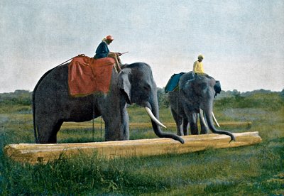 丸太を動かす象、セイロン、c1890 作： Gillot