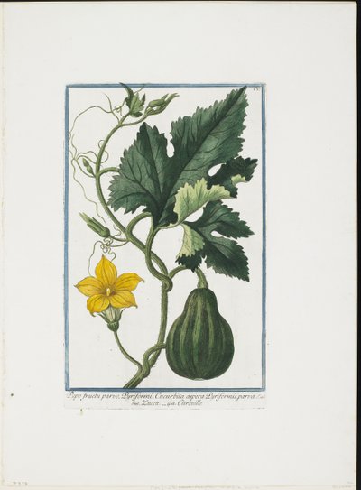 野菜プリント、Hortus Romanus、Vol。 IまたはII、1772〜93（刻印、手塗りのガッシュ） 作： Giorgio Bonelli