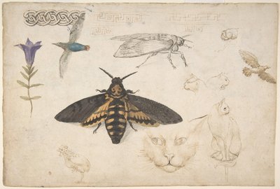 リンドウ、蛾、鳥、猫、絡み合ったモチーフ、ギリシャのフレットの研究、1530-40. 作： Giorgio di Giovanni