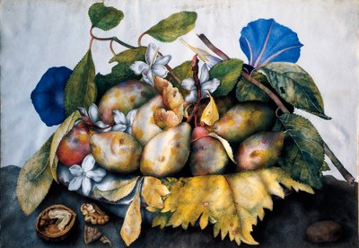 梅、ジャスミン、木の実の皿 ジョヴァンナ・ガルゾーニ（1600-1670）の羊皮紙に描かれた絵 作： Giovanna Garzoni
