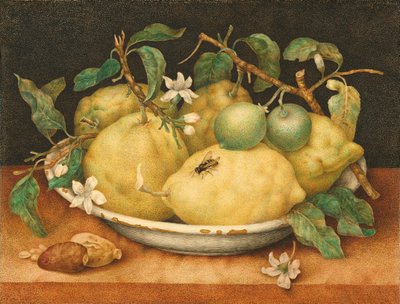 柚子のボウルのある静物、1640年頃（ベラムのテンペラ） 作： Giovanna Garzoni
