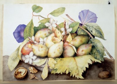 不明な画像 作： Giovanna Garzoni
