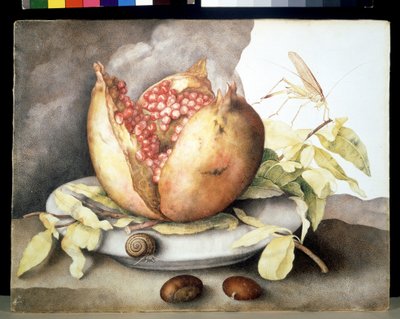 不明な画像 作： Giovanna Garzoni
