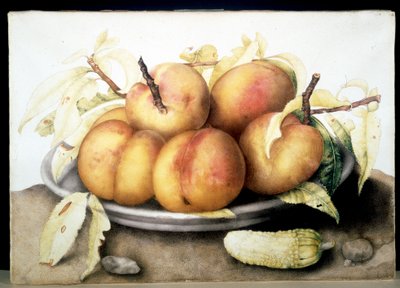 不明な画像 作： Giovanna Garzoni