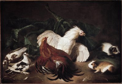動物のある静物 鶏とハムスター (キャンバスに油彩) 作： Giovanni Agostino Cassana