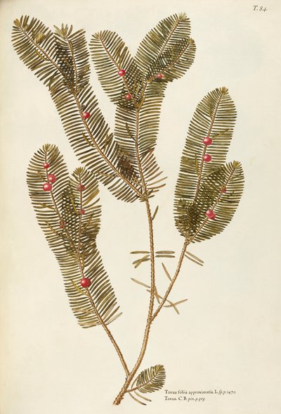 ヨーロッパイチイ (Taxus baccata)、イチイ科ジョヴァンニ・アントニオ・ボッティオーネ作、水彩 作： Giovanni Antonio Bottione