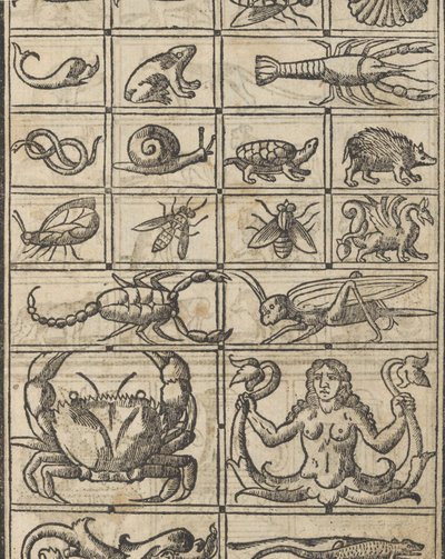 recammi の例、11 ページ recto、1530。 作： Giovanni Antonio Tagliente