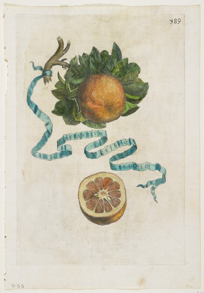 Aurantium Crispo Folio、ヘスペリデス、1646年 作： Giovanni Battista Ferrari