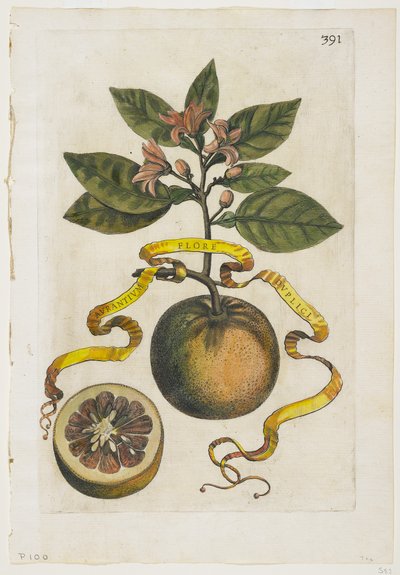 ヘスペラスからの二重のオレンジ色の花、1646 作： Giovanni Battista Ferrari