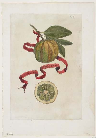 Aurantium Virgatum、ヘスペリデス、1646年 作： Giovanni Battista Ferrari