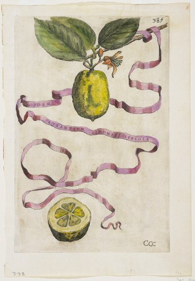 オレンジ色のリモニスと同じEffigle、ヘスペラス出身、1646年 作： Giovanni Battista Ferrari