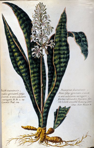 アロエ。 薬用植物。 彫刻 - 「実際の植物史、または薬の使用に属する植物の命名法、説明、および美徳...」 作： Giovanni Battista Morandi
