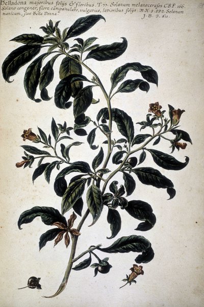 植物チャート: Belladona (Belladona Majoribus Folys) - 「実際の植物史、またはメディアの使用、命名法、説明、および美徳に関連する植物...」、Giovanni Battista Morandi (? - 1761) 作： Giovanni Battista Morandi