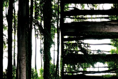 Unnatural 55（デジタル処理された写真） 作： Giovanni Cafagna