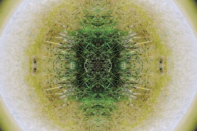 Unnatural 6.1（デジタル操作された写真） 作： Giovanni Cafagna