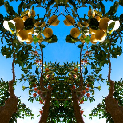 Unnatural 78（デジタル処理された写真） 作： Giovanni Cafagna