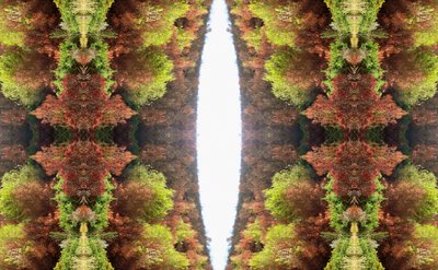 Unnatural 81（デジタル処理された写真） 作： Giovanni Cafagna