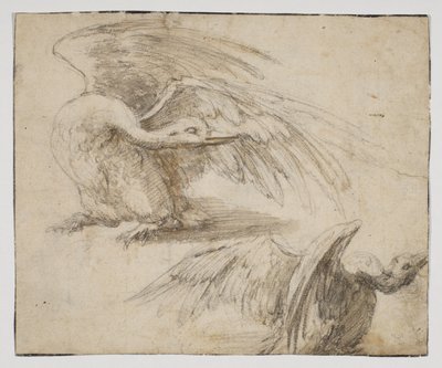 2羽の白鳥、レクト（チョークと水彩画で描いたもの 作： Giovanni da Udine (after)