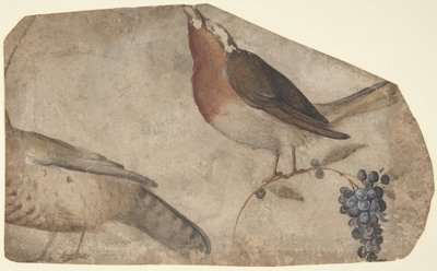Bird Eating Grapes recto、Tigress verso、1487-1564。 作： Giovanni da Udine