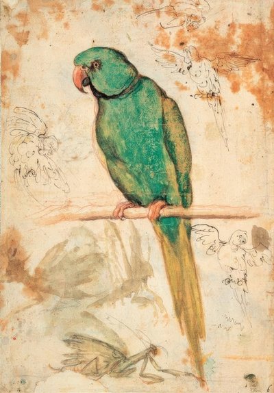 緑のオウムとオウムとカマキリのスケッチ 作： Giovanni da Udine