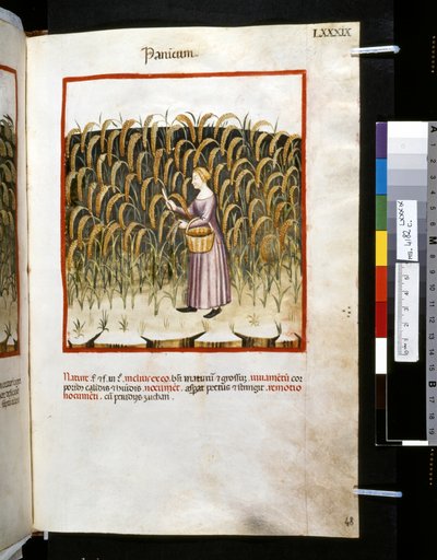 ウブブチャシム・デ・バルダッハ作『Theatrum sanitatis』：「パニカム」、14世紀前半の10年間（細密画） 作： Giovannino de