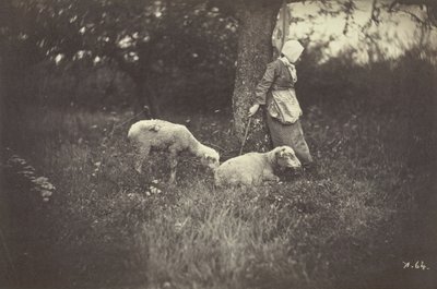 木にもたれる羊飼い、2 頭の羊、1870 年。 作： Giraudon