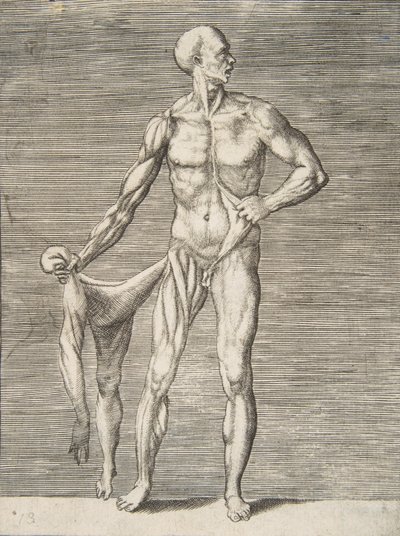 正面から見た男性。右腕と右足の皮膚を右手のハ...、16 世紀。 作： Giulio Bonasone