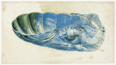 ブルーとグリーンの龍頭貝 作： Giuseppe Grisoni