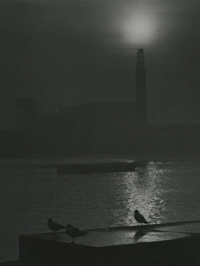 テムズ川近くの夕暮れ時のカモメのシルエット 作： Godfrey Macdominic