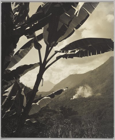 熱帯地方の朝 (白黒写真) 作： Gordon C. Abbott