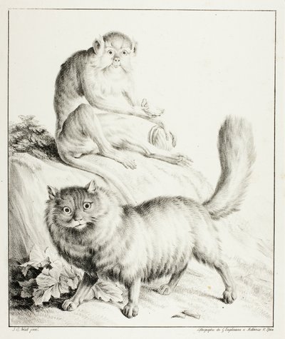 猫と猿 作： Gottfried Engelmann